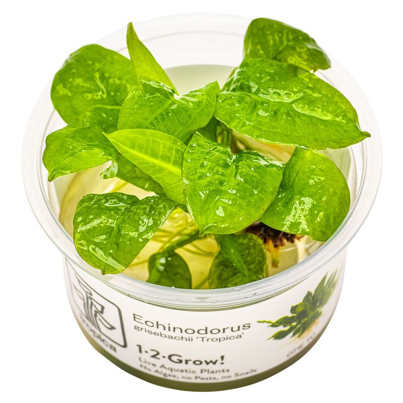 Echinodorus grisebachii 'Tropica'