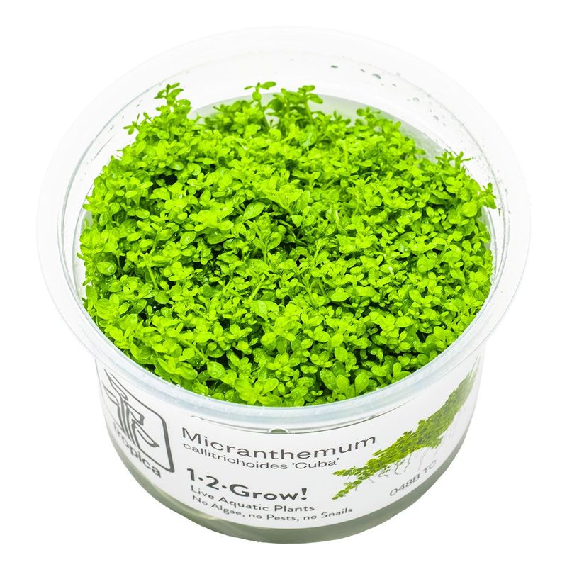 Micranthemum callitrichoides 'Cuba'