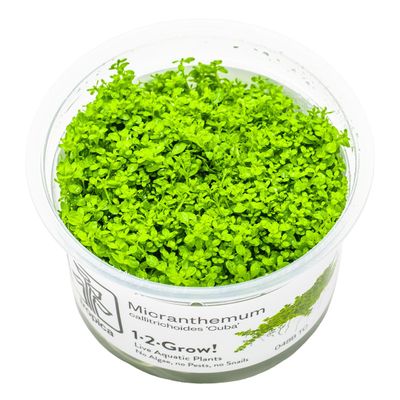 Micranthemum callitrichoides 'Cuba' Micranthemum callitrichoides 'Cuba'