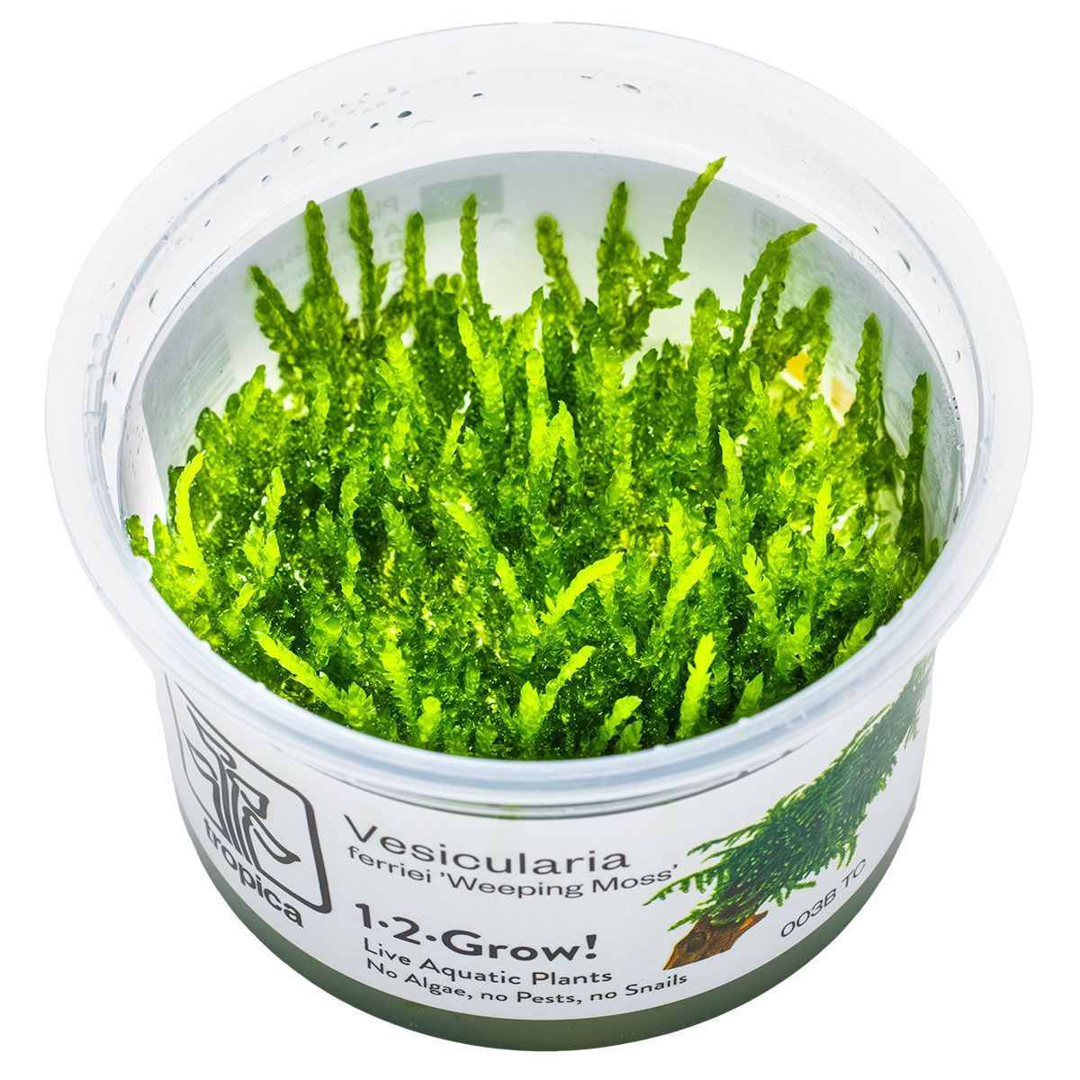 Vesicularia ferriei 'Weeping Moss' Vesicularia ferriei 'Weeping Moss'