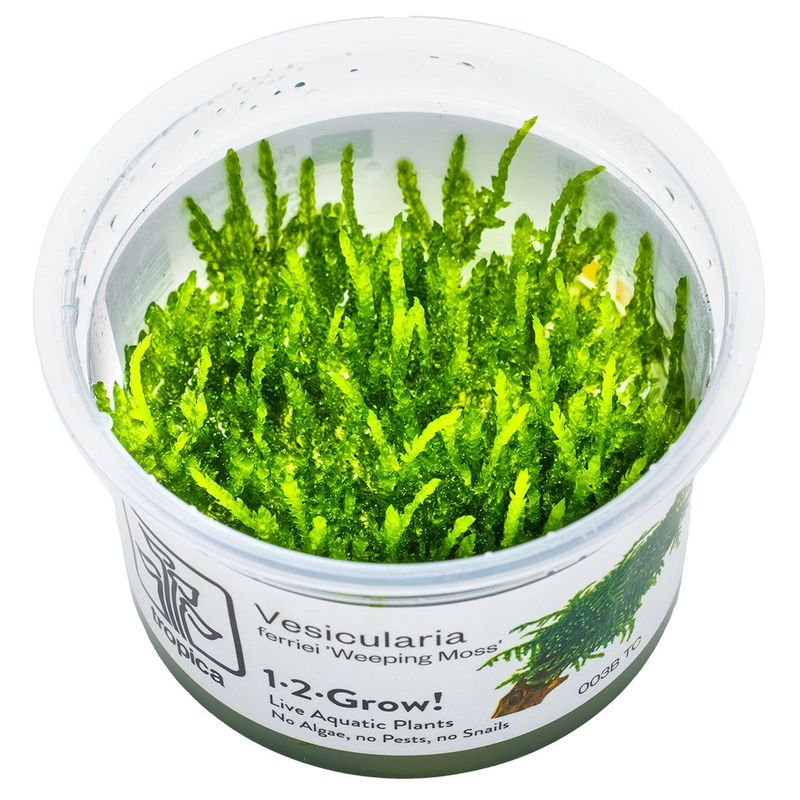 Vesicularia ferriei 'Weeping Moss' Vesicularia ferriei 'Weeping Moss'