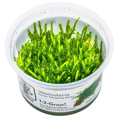 Vesicularia ferriei 'Weeping Moss' Vesicularia ferriei 'Weeping Moss'
