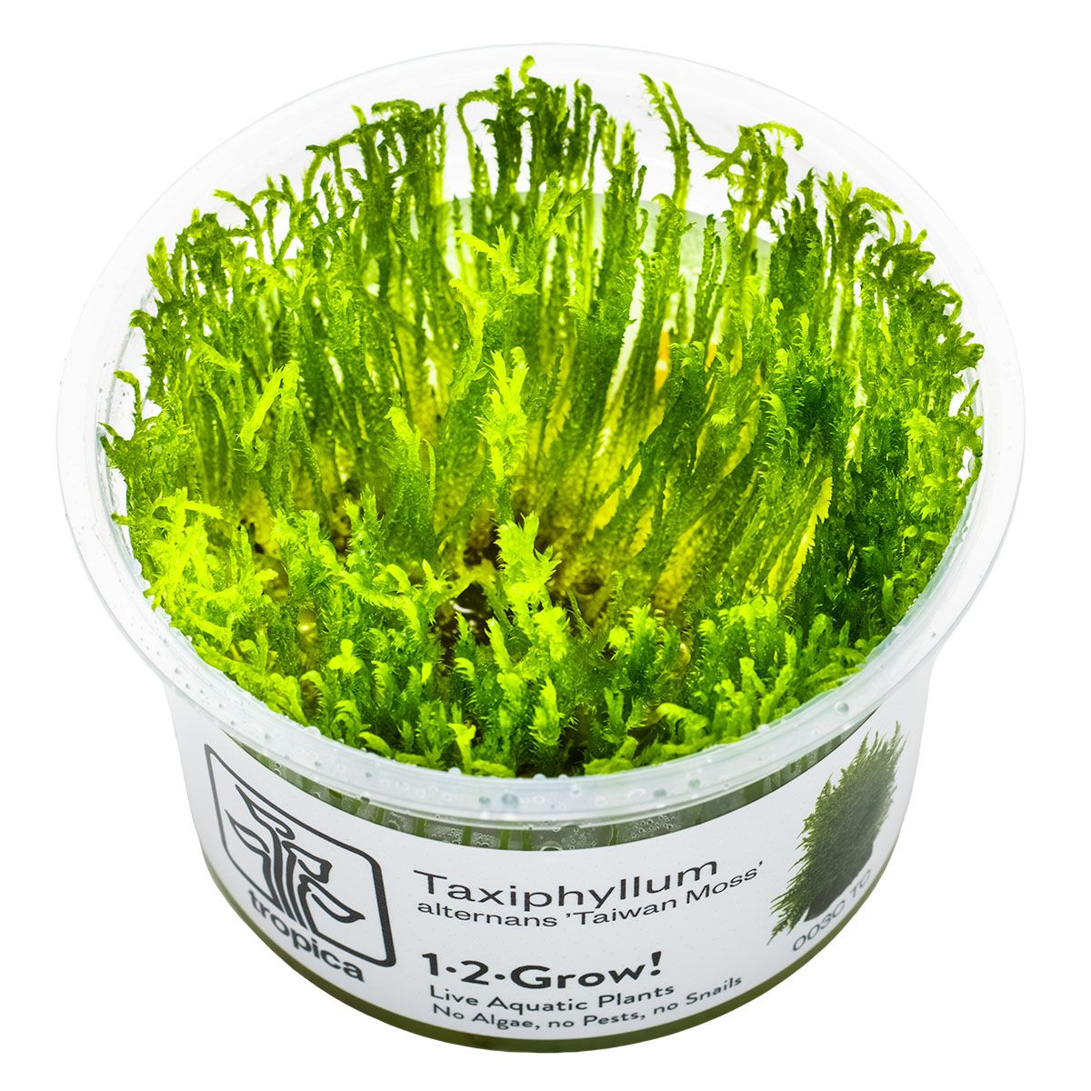 Taxiphyllum alternans 'Taiwan Moss' Taxiphyllum alternans 'Taiwan Moss'