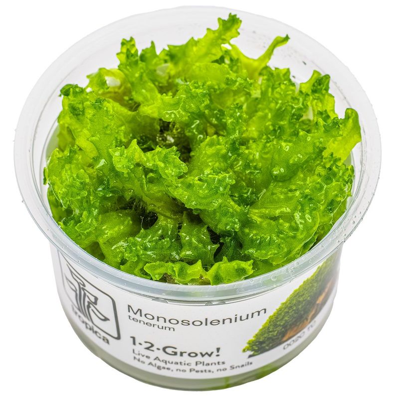 Monosolenium tenerum Monosolenium tenerum