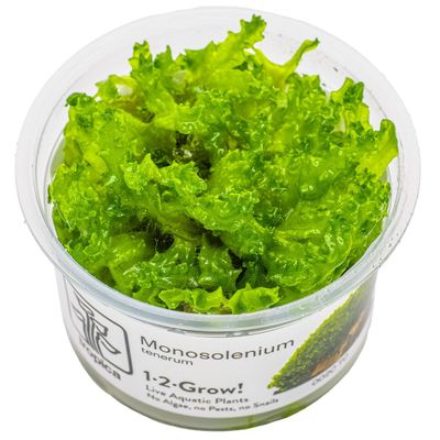 Monosolenium tenerum Monosolenium tenerum