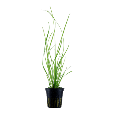 Cyperus Helferi Cyperus Helferi