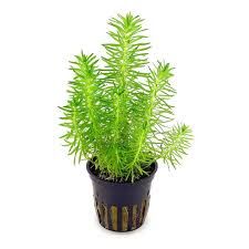 Pogostemon erectus Pogostemon erectus