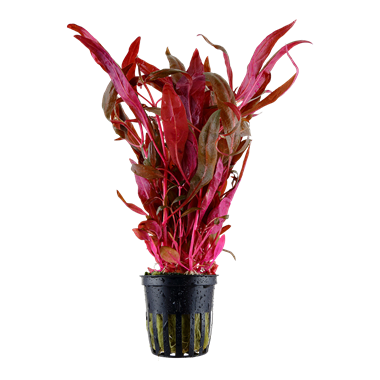 Alternanthera reineckii 'Pink' Alternanthera reineckii 'Pink'