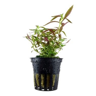 Limnophila hippuridoides Limnophila hippuridoides