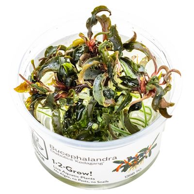 Bucephalandra 'Kedagang' Bucephalandra 'Kedagang'