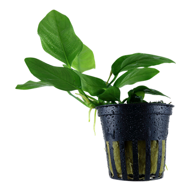 Anubias barteri var. nana Anubias barteri var. nana