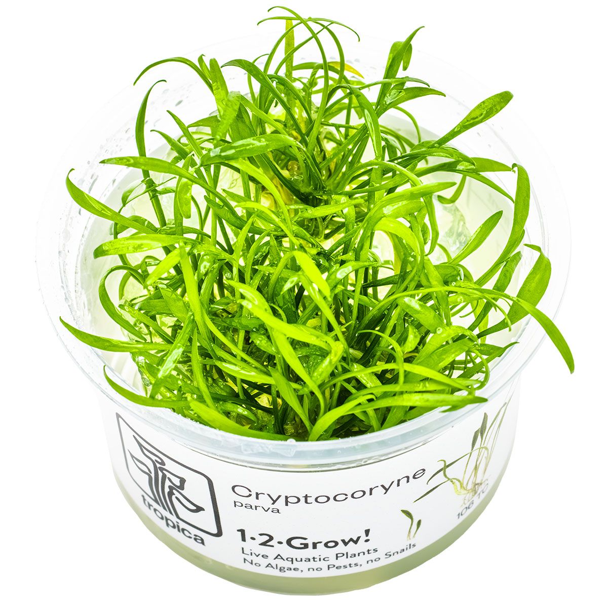Cryptocoryne parva Cryptocoryne parva
