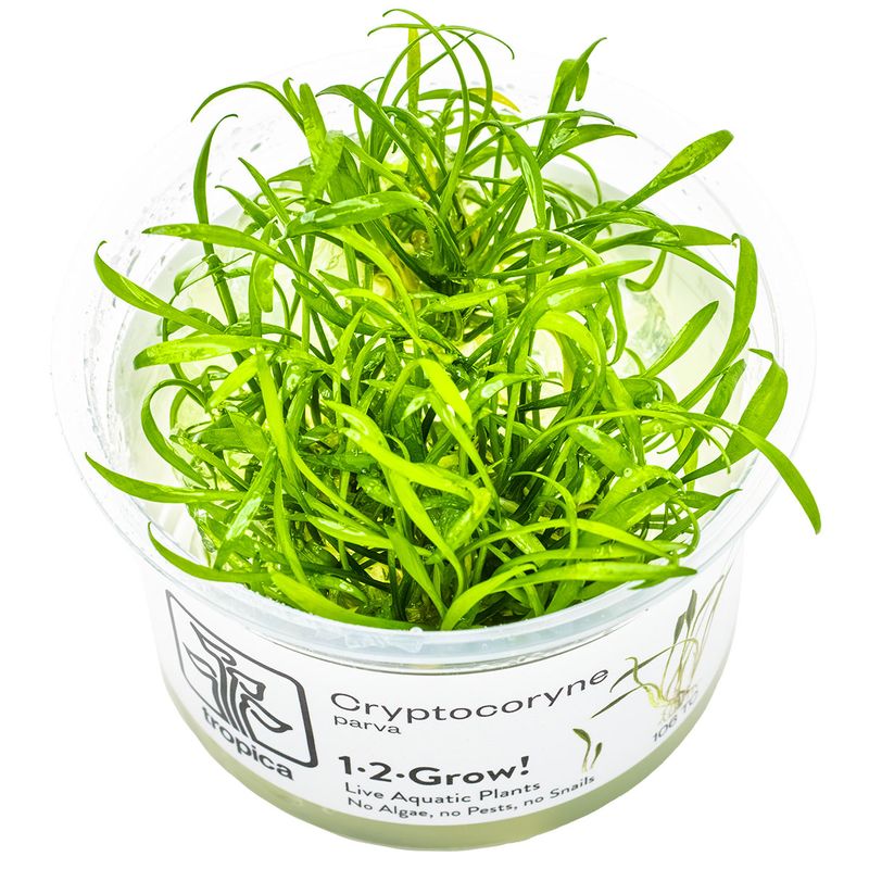 Cryptocoryne parva Cryptocoryne parva