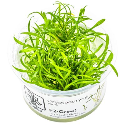 Cryptocoryne parva Cryptocoryne parva