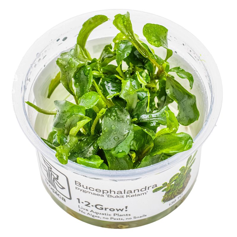 Bucephalandra pygmaea 'Bukit Kelam'