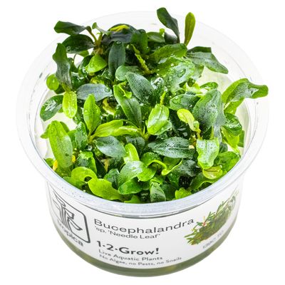 Bucephalandra sp. 'Needle Leaf'