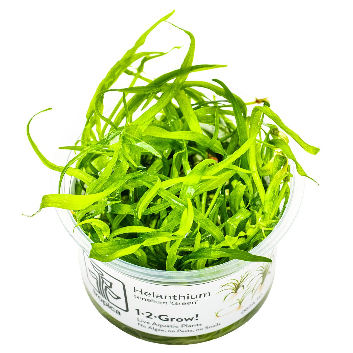 Helanthium tenellum 'Green' Helanthium tenellum 'Green'