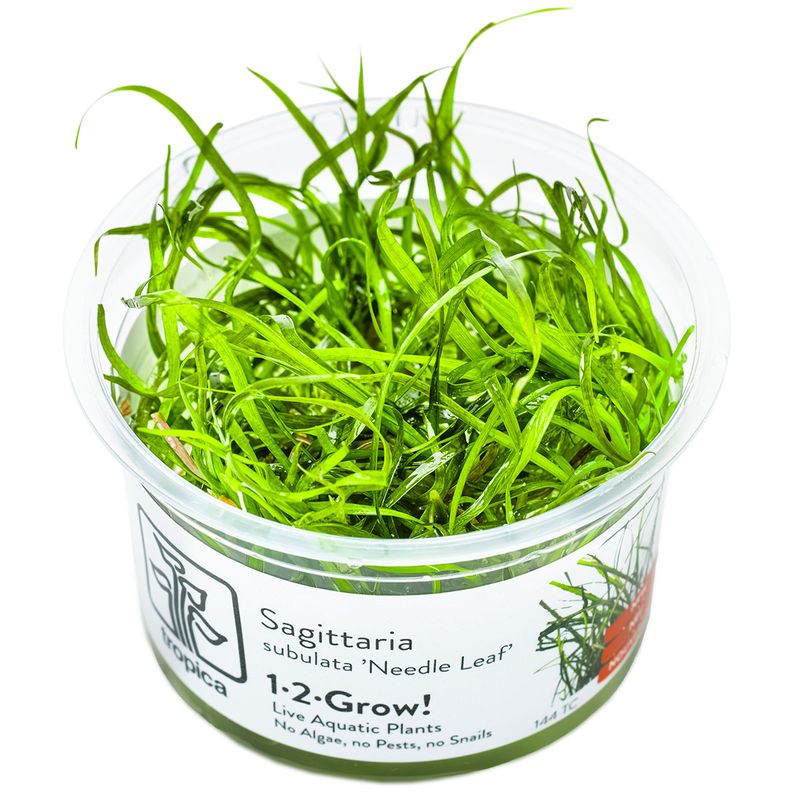 Sagittaria subulata 'Needle Leaf' Sagittaria subulata 'Needle Leaf'