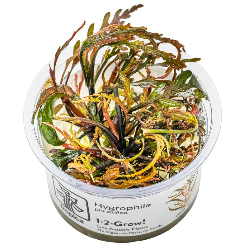 Hygrophila pinnatifida