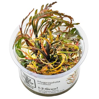 Hygrophila pinnatifida