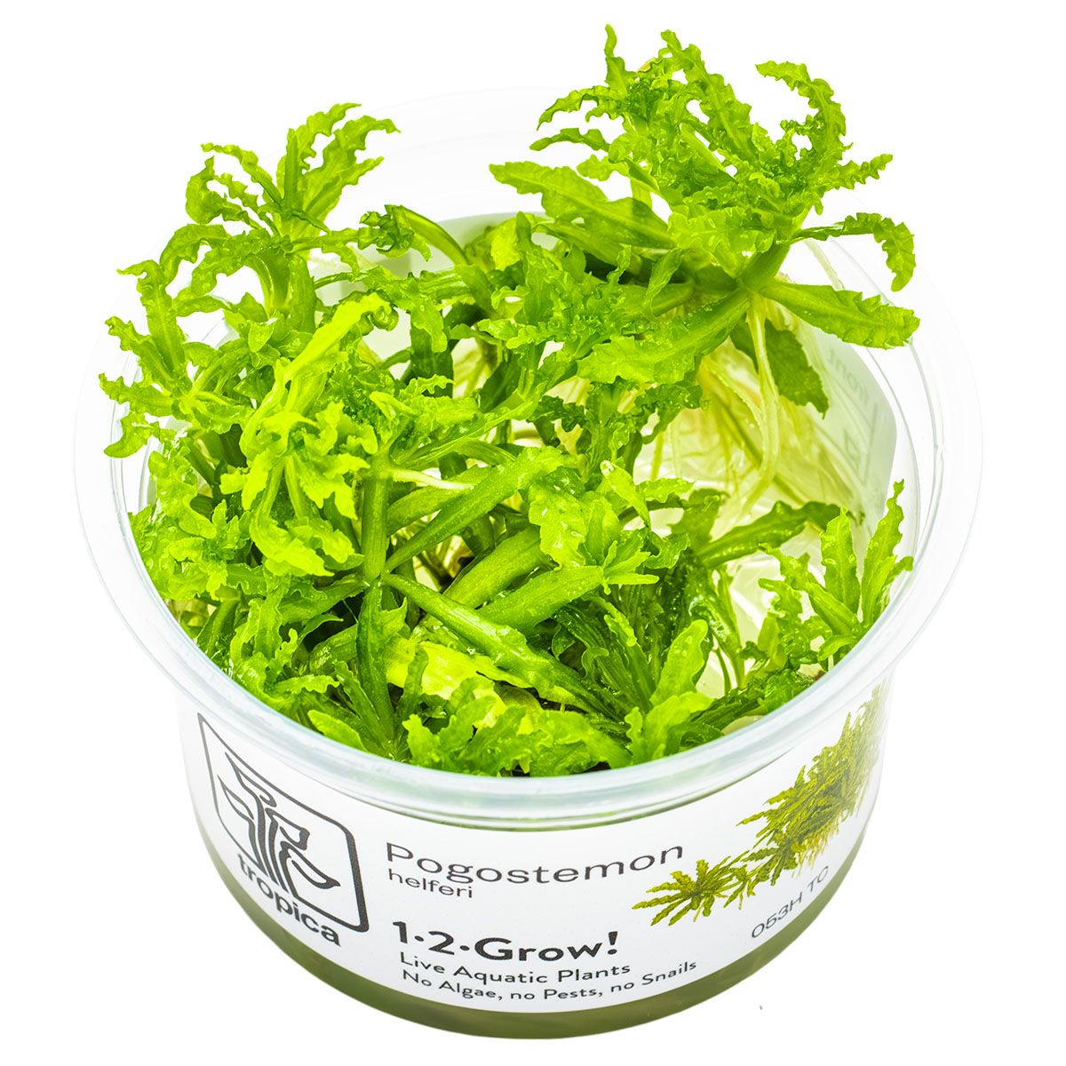 Pogostemon helferi Pogostemon helferi