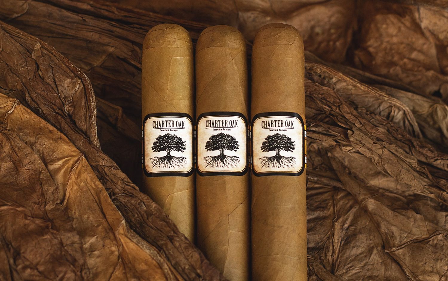 Charter Oak Shade Rothschild