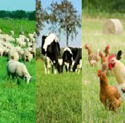 EVERGREEN Pasture Seed &lt;300m²
