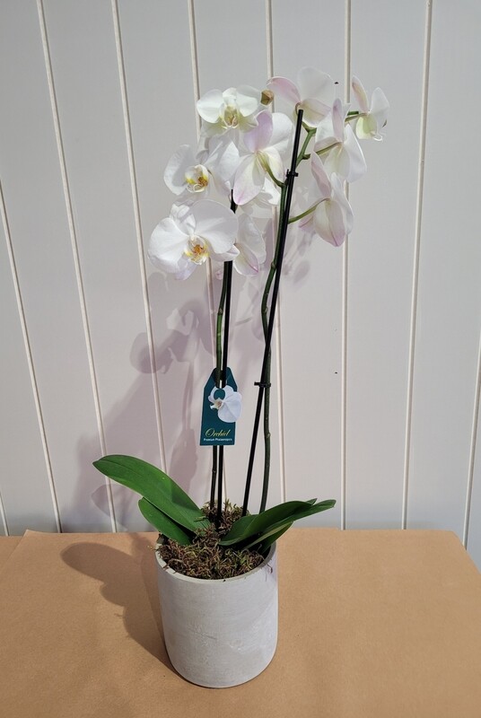 Orchid in Pot