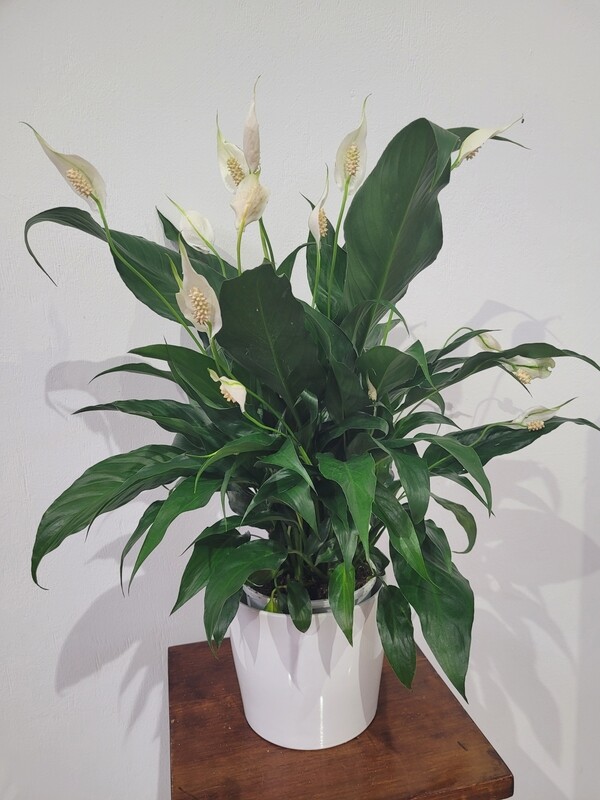 Peace Lily in a Pot