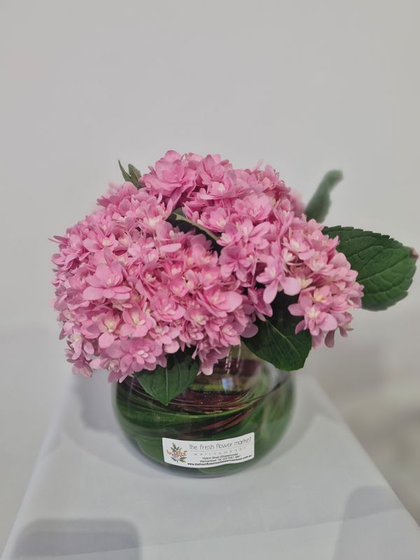 Hydie Heaven in Vase