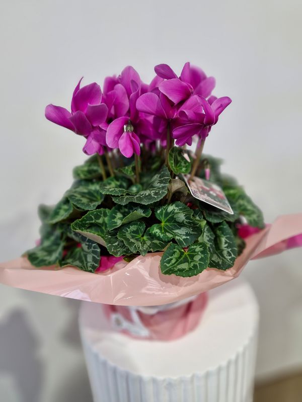 Large ​Cyclamen Plant