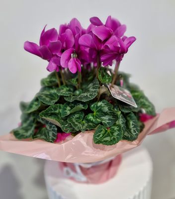 Plants