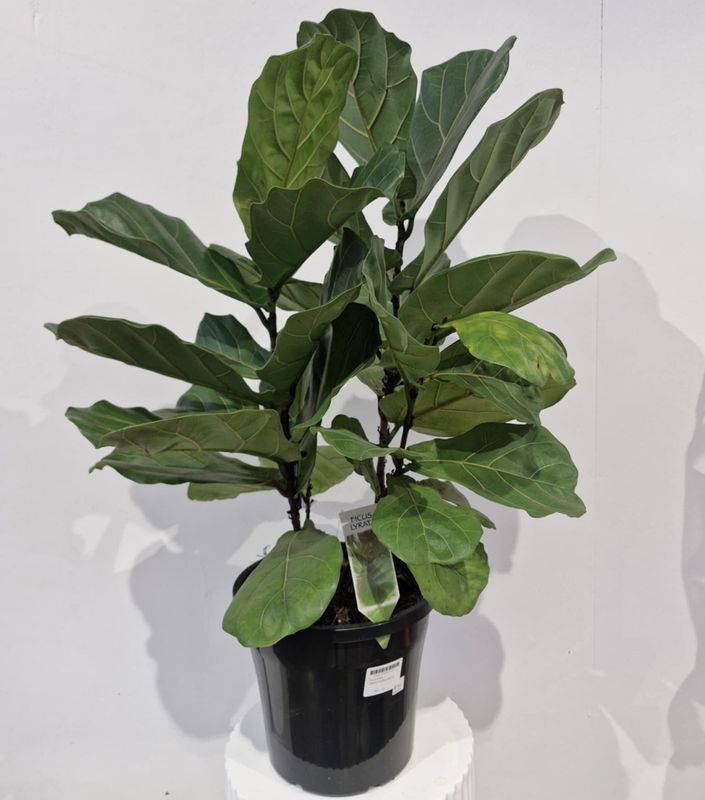 Ficus Plant