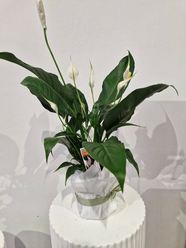 Peace Lily