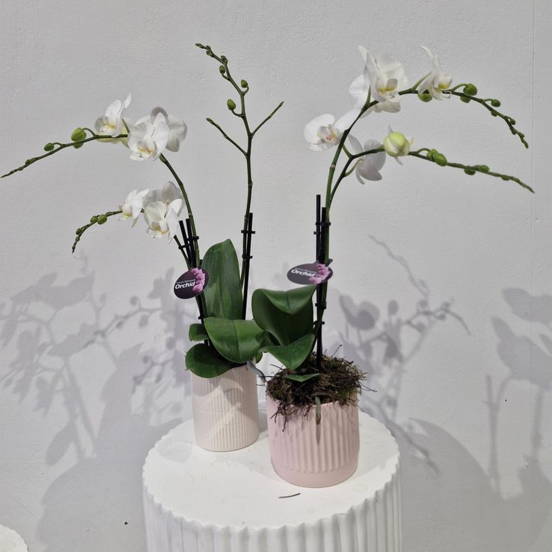 Mini Phalaenopsis Orchid