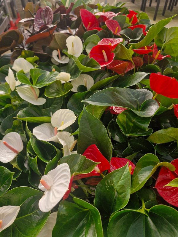 Anthurium Plant