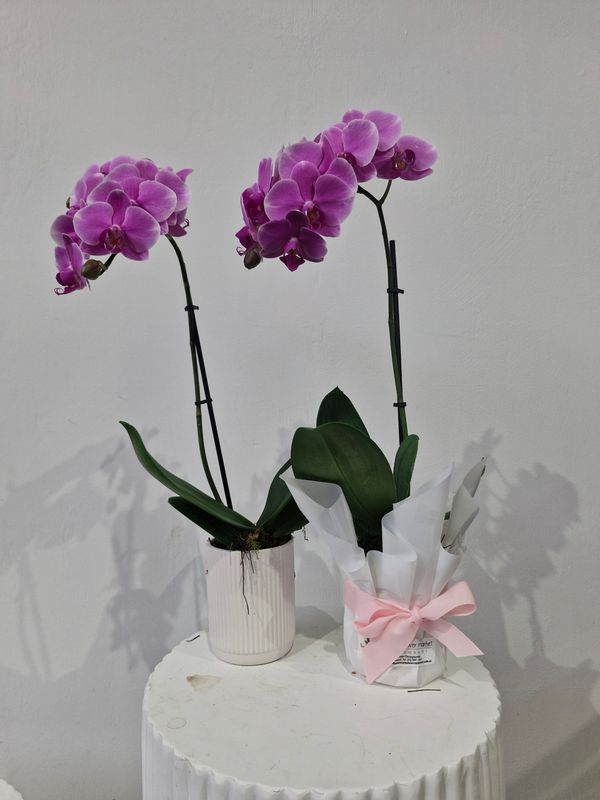Mini Phalaenopsis Orchid