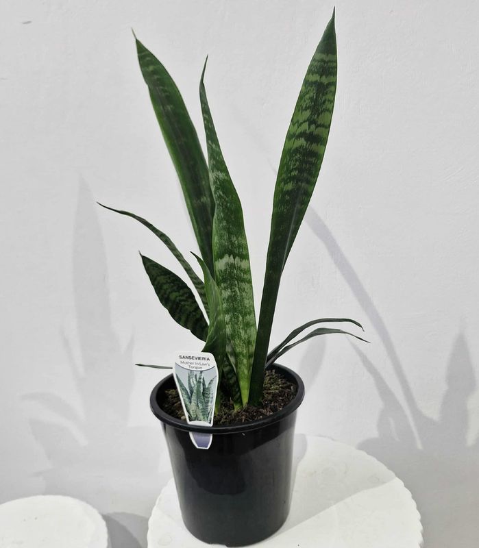 Snake Plant