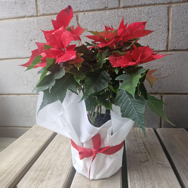 Poinsetta - large