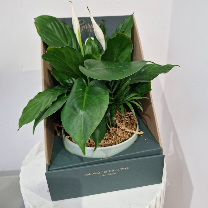 Garden of Karma Terrarium