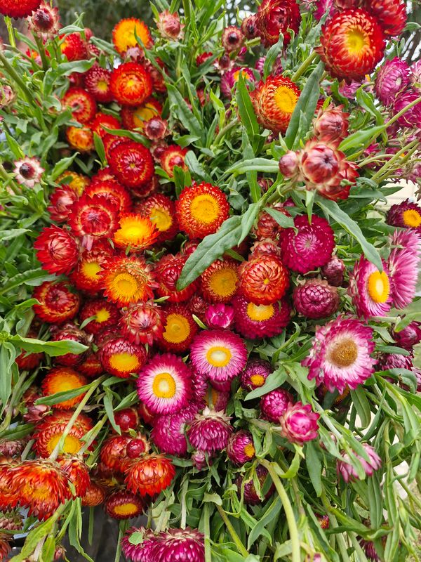 Strawflower Bouquet - Fresh Everlasting