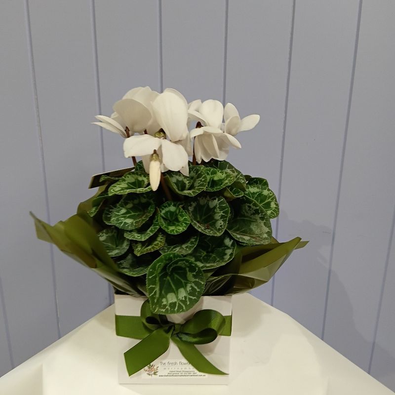 Gift Box Cyclamen Plant