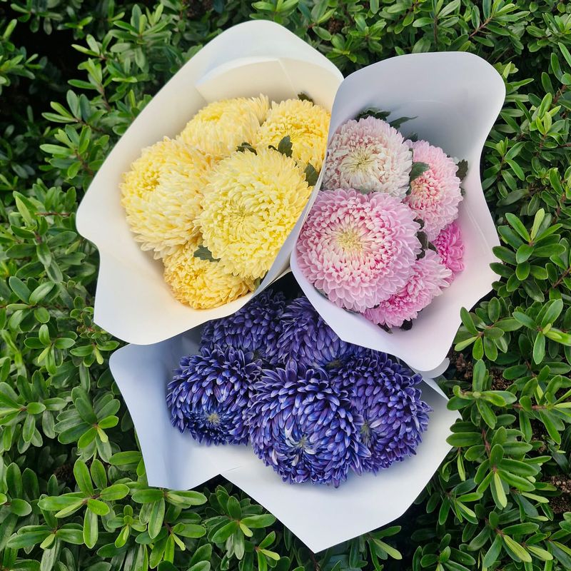 Disbud Chrysenthemums