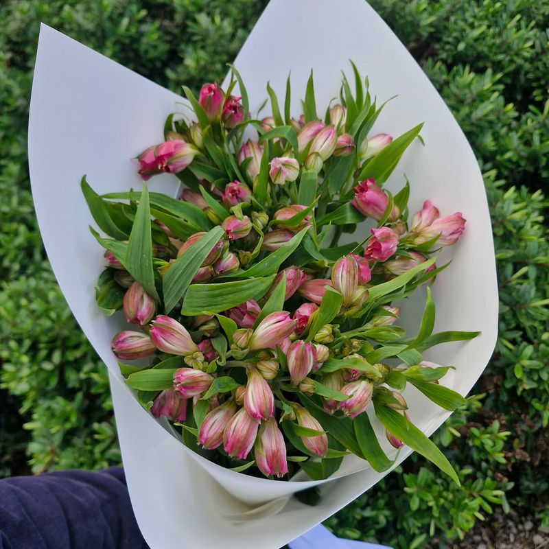 Alstromeria