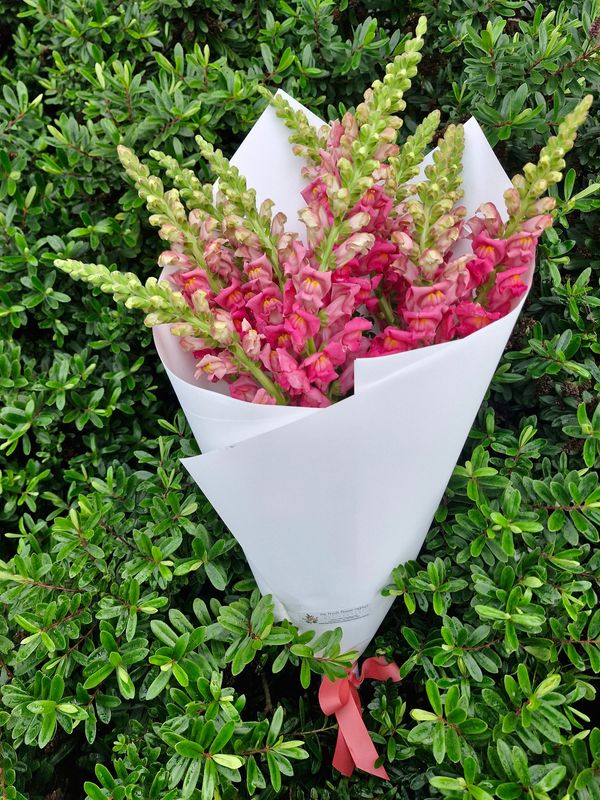 Snapdragons