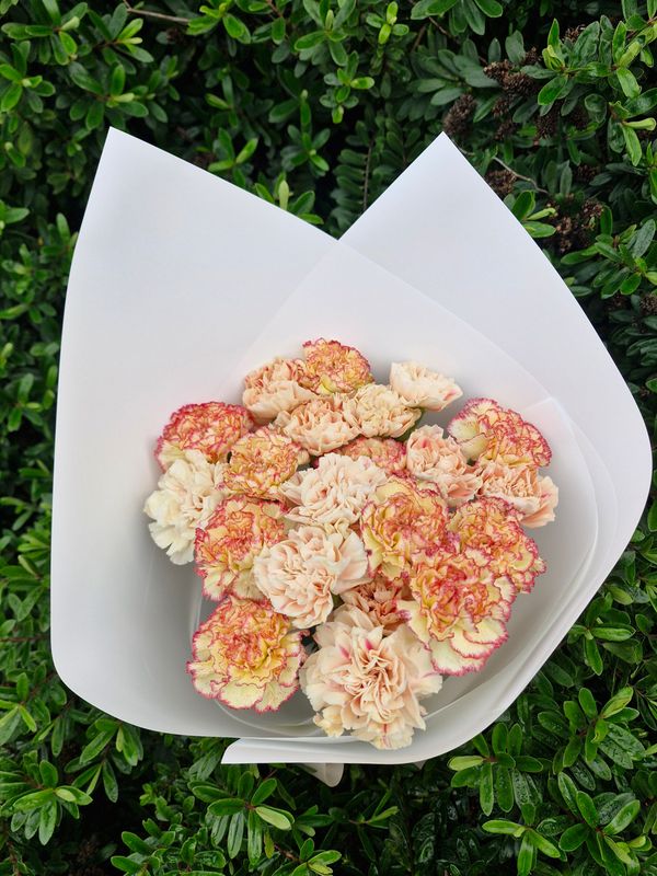 Carnations
