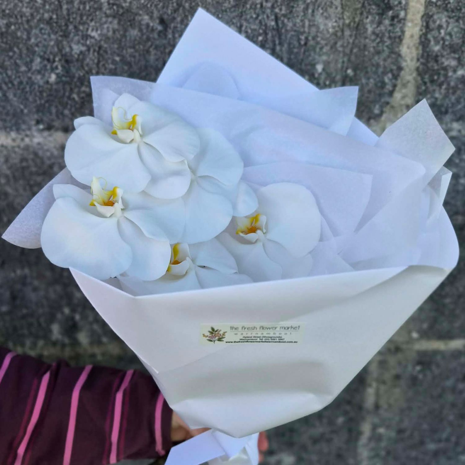 Orchid Obsession