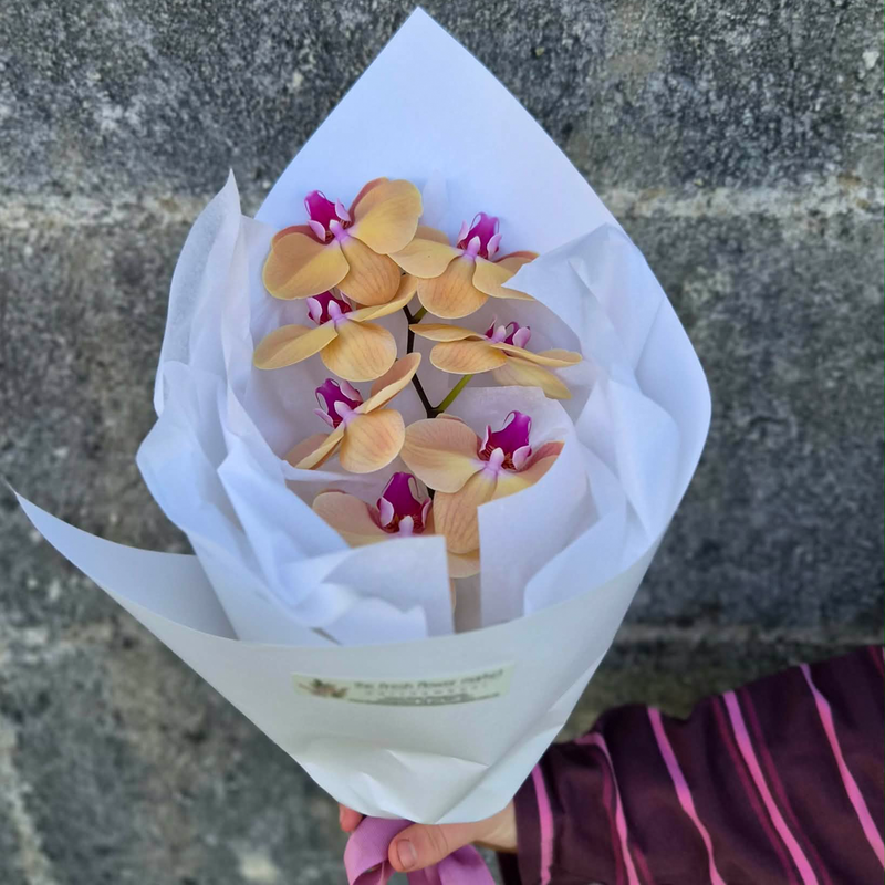 Orchid Obsession