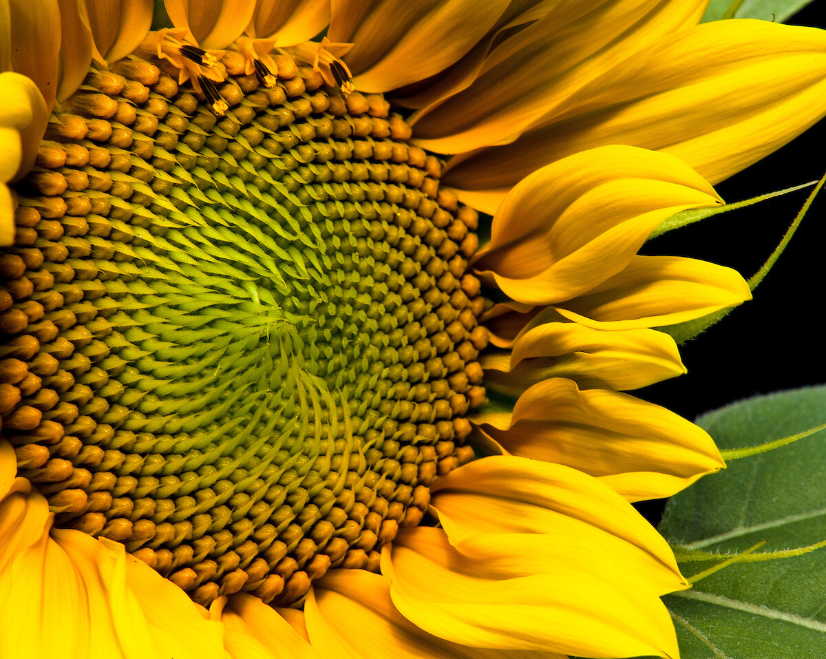 SALE Sunflowers, Wayne Eastep