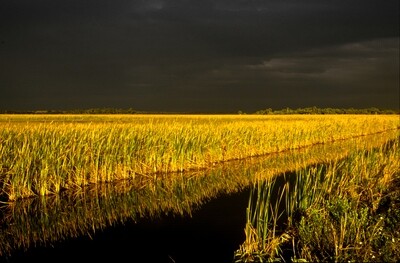 SALE Approaching Storm, Everglades, Wayne Eastep
